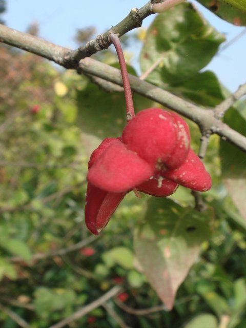 Euonymus obovatus fruit P1A